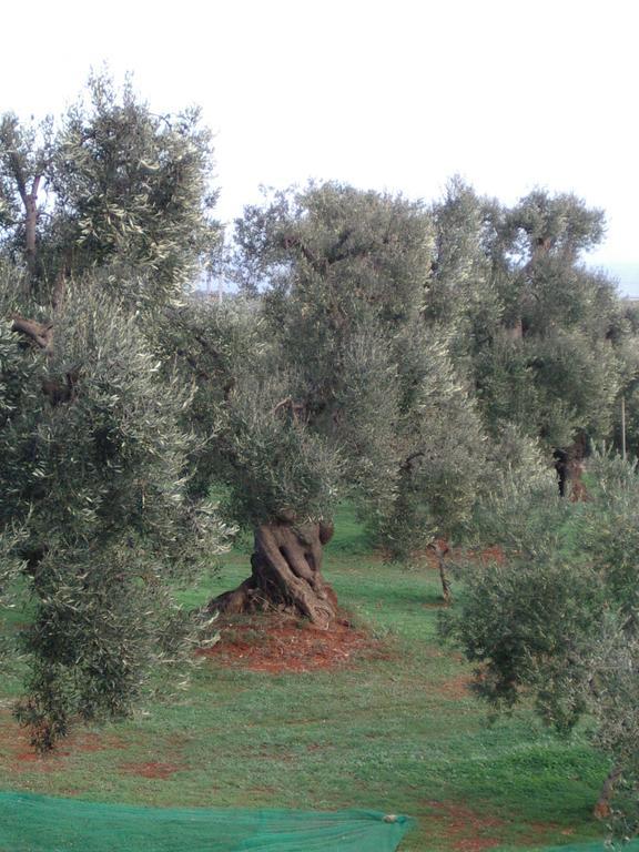 Masseria Asciano Остуні Екстер'єр фото